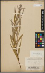 Foto von Salix acmophylla Boiss.